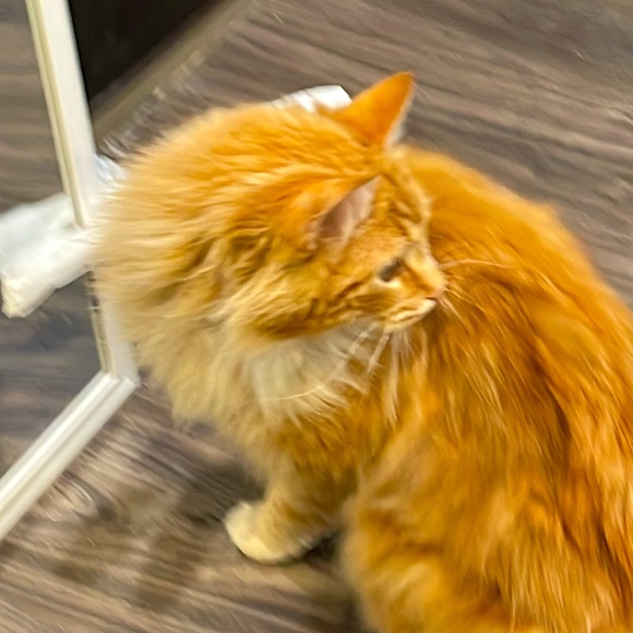 Meet your Posher, Elsa - Picture 4 of 4